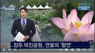 [JTV 8 뉴스] 전주 덕진공원, 연꽃의 '향연'