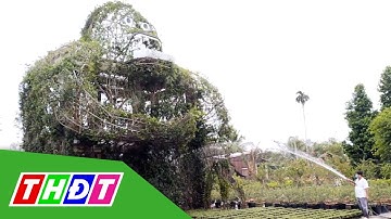 King Kong cây xanh "khổng lồ" tại khu du lịch hoa kiểng Sa Đéc | THDT