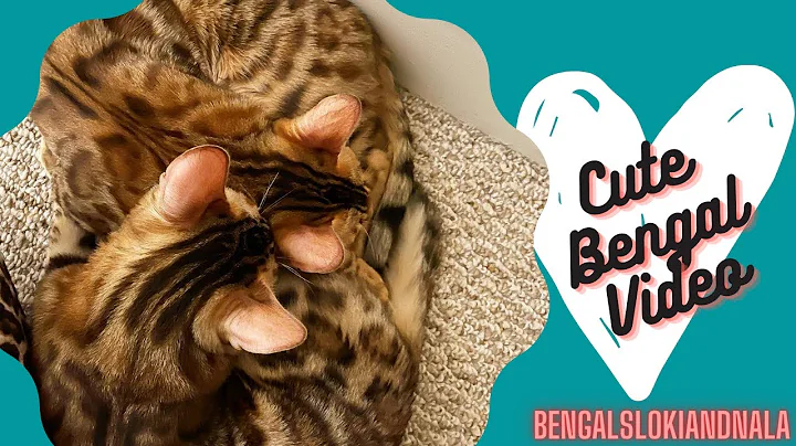Video 10737451: bengal cat grooming