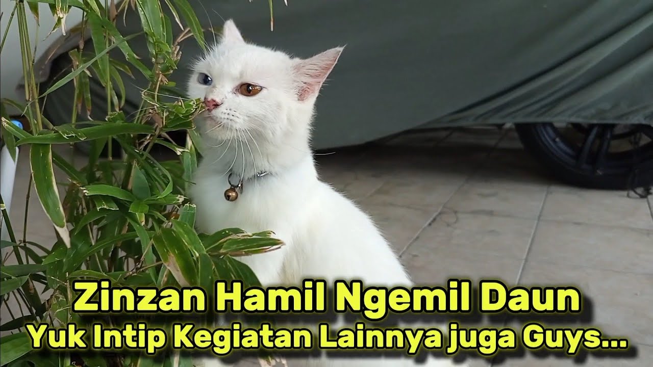 Zinzan Si Kucing Ngemil Daun,Hamil 2 Bulan! Oyen Setia Temani Setiap Saat. 