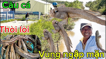 Câu cá thòi lòi vùng ngập toàn cá khủng/ đặt sản miền Tây