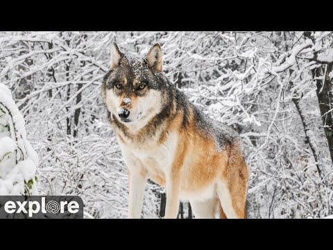 Wolves in the reserve Live Stream