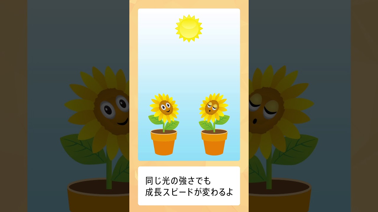 植物にも 目 があるって本当 視力測定に挑戦