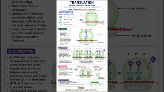 #Translation process #