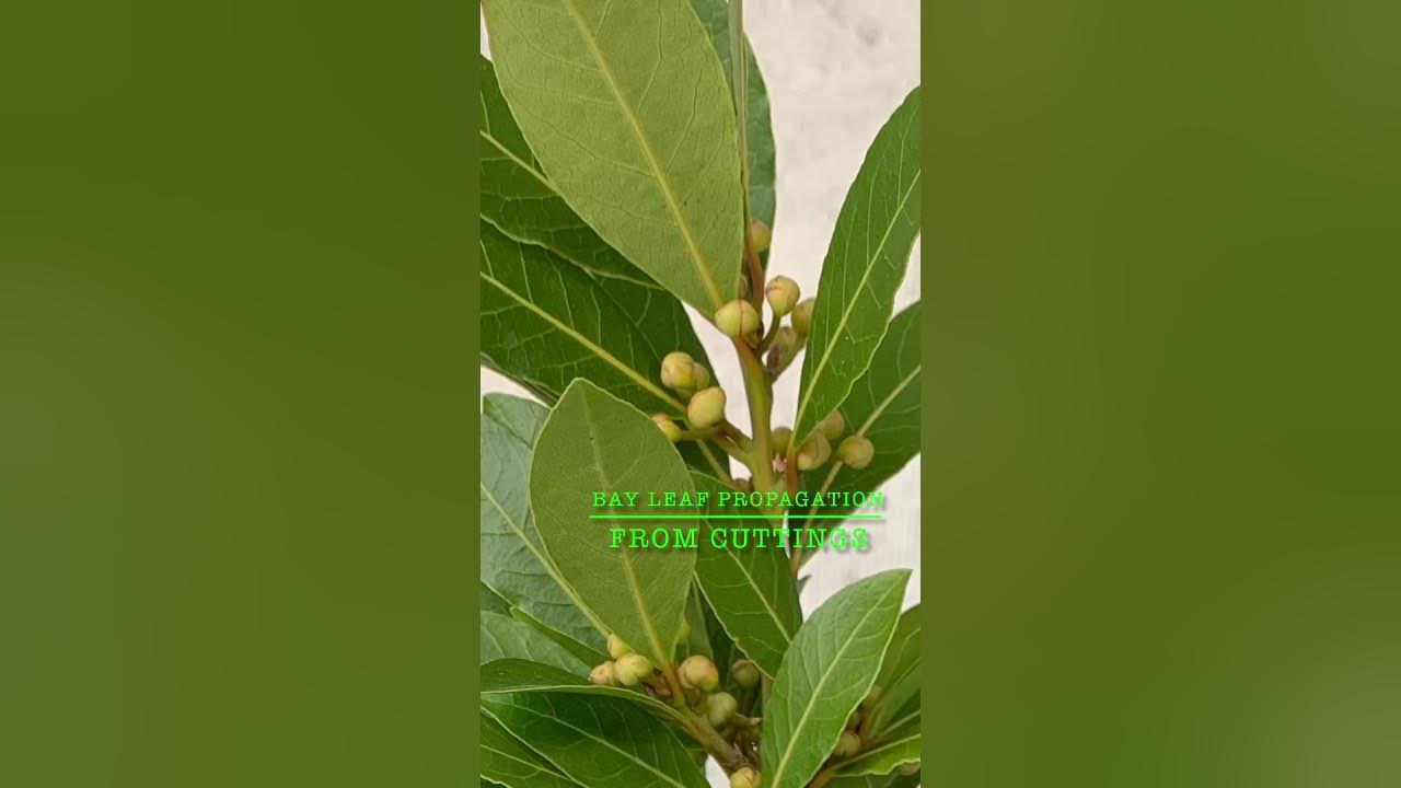 How to propagate bay leaf from cuttings (cooking bay leaf) short YouTube