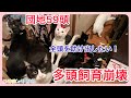 団地59頭　多頭飼育崩壊　現場から❶【保護猫】【子猫保護】