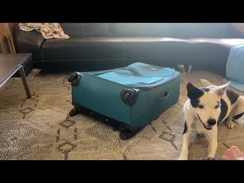 Bandit Suitcase Training