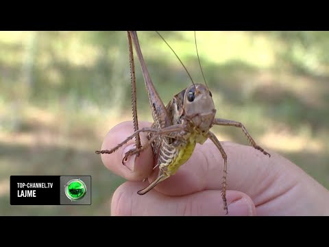 Video: Insekti i karkalecit: çfarë ha? Ku jeton ai?