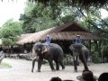 A day with the elephants
