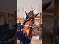 Cat And HorseЁЯдгЁЯШ ЁЯРО Funny Animallife Funnyanimals Catvideos Cat Horse Cat And HorseЁЯдгЁЯШ ЁЯРО Funny Animallife Funnyanimals Catvideos Cat Horse