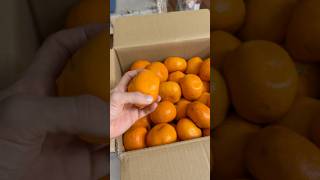 訳ありみかん20kgを間違えて注文してしまった…  (´°̥̥̥̥ω°̥̥̥̥｀) PDS #shorts