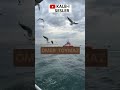 Kime gidem sen varken / Ömer TOYMAZ #ilahi #kaside #viral #shorts #keşfet #music #youtubeshorts#fyp