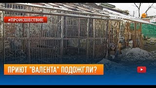 Приют "Валента" подожгли? Приют "Валента" подожгли?