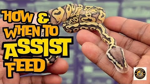 How And When To Assist Feed Ball Pythons? | #ballpython #snake #ballpythonbreeder  #sphericreptiles