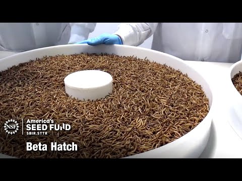 Insects as an alternative protein source for animals – Beta Hatch