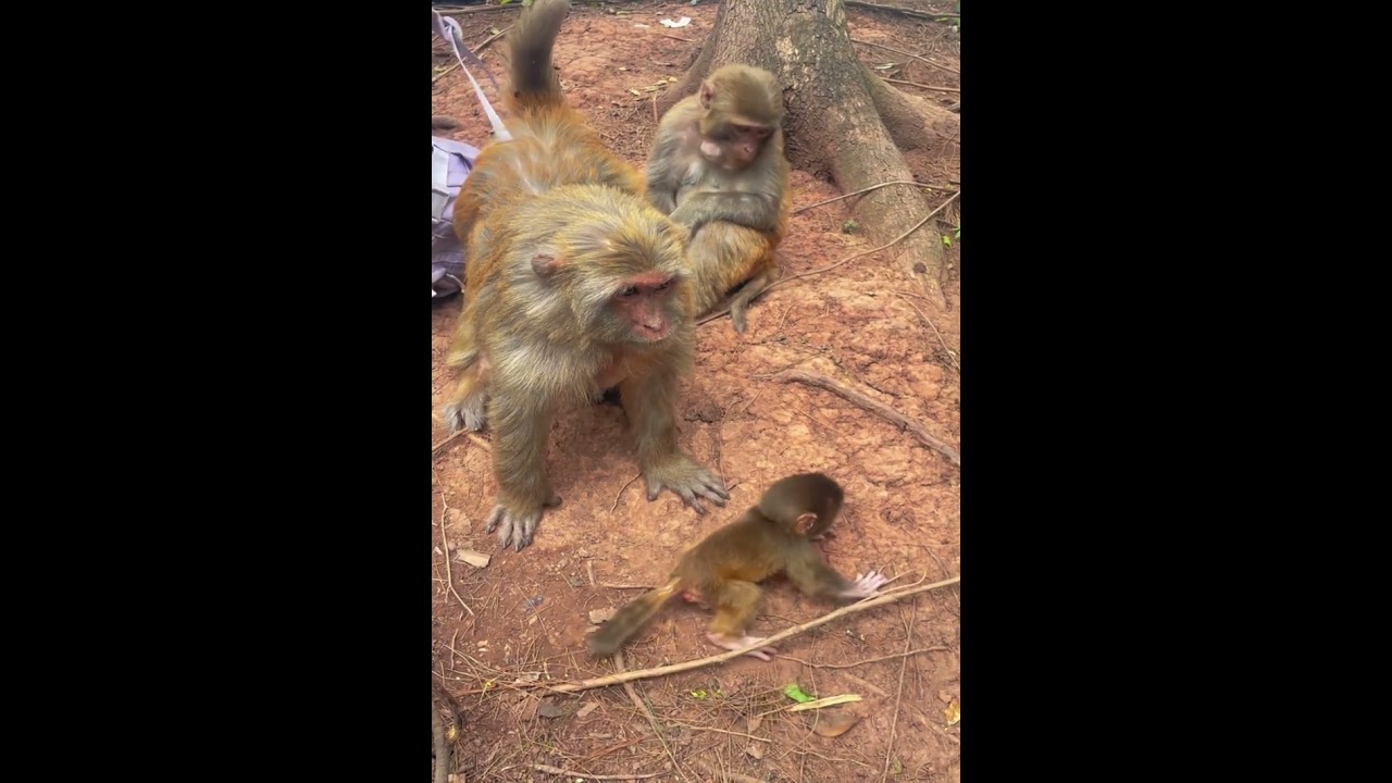 Daily Life Monkeys - Monkey Zoo