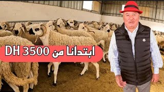 أكثر من 500 حولي صردي معروضة للبيع بضيعة إخوان خليل مع ثمن البيع