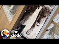 Tiny chihuahua scares giant great dane  the dodo