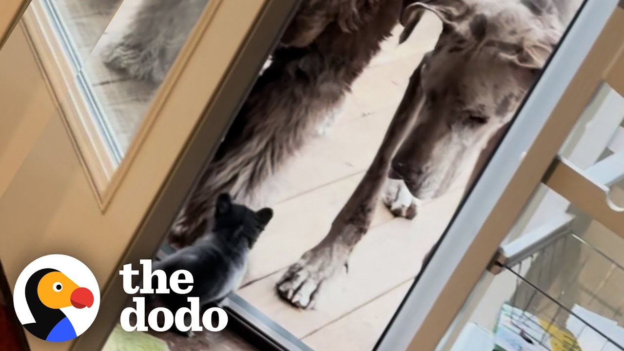 Tiny Chihuahua Scares Giant Great Dane - The Dodo