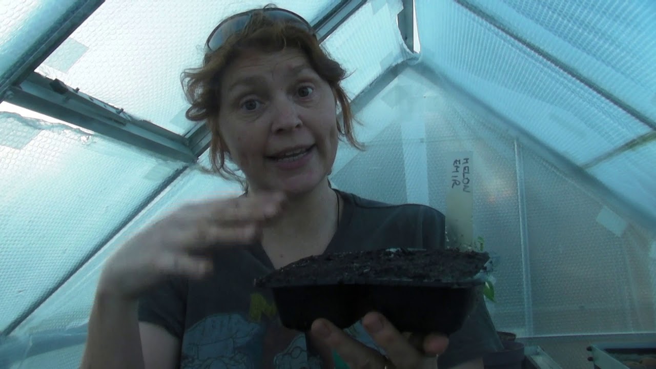 Sowing Melon seeds Part 467 Claire's Allotment YouTube