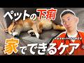 【獣医師が解説】下痢&軟便を治す！薬で無理やり止めないで！家でできるケア【ペットのストレス】