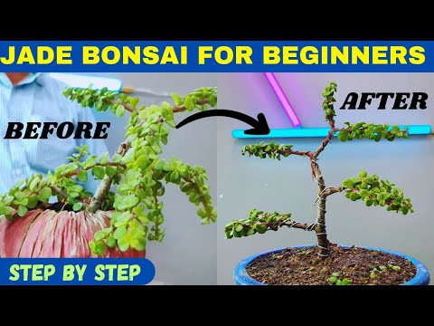 The Ultimate Jade Bonsai Tutorial For Beginners | Jade Plant Bonsai Ideas | How To Make Jade Bonsai