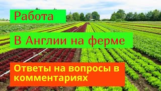 Работа в Англии на ферме. Ответы на вопросы подписчиков | Работа за границей