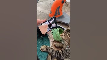 Thumbnail of My Cat Vibing To The Turkish Man's Song  😂 | Funny cat Shorts🐈 | Cat memes | turkish man meme |