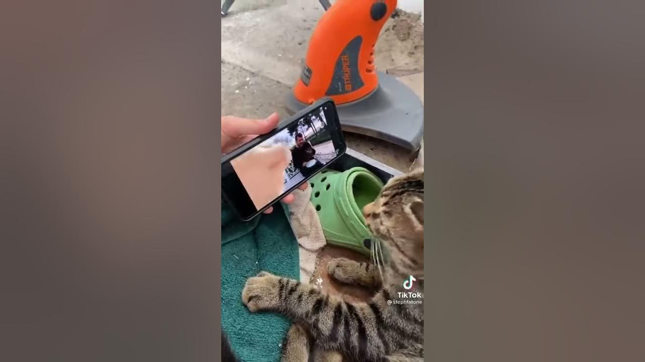 My Cat Vibing To The Turkish Man's Song  😂 | Funny cat Shorts🐈 | Cat memes | turkish man meme |