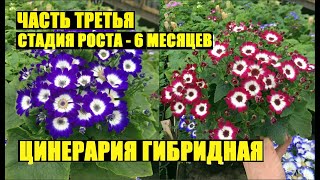 картинка: Цинерария гибридная. Часть 3. Стадия развития 6 месяцев.