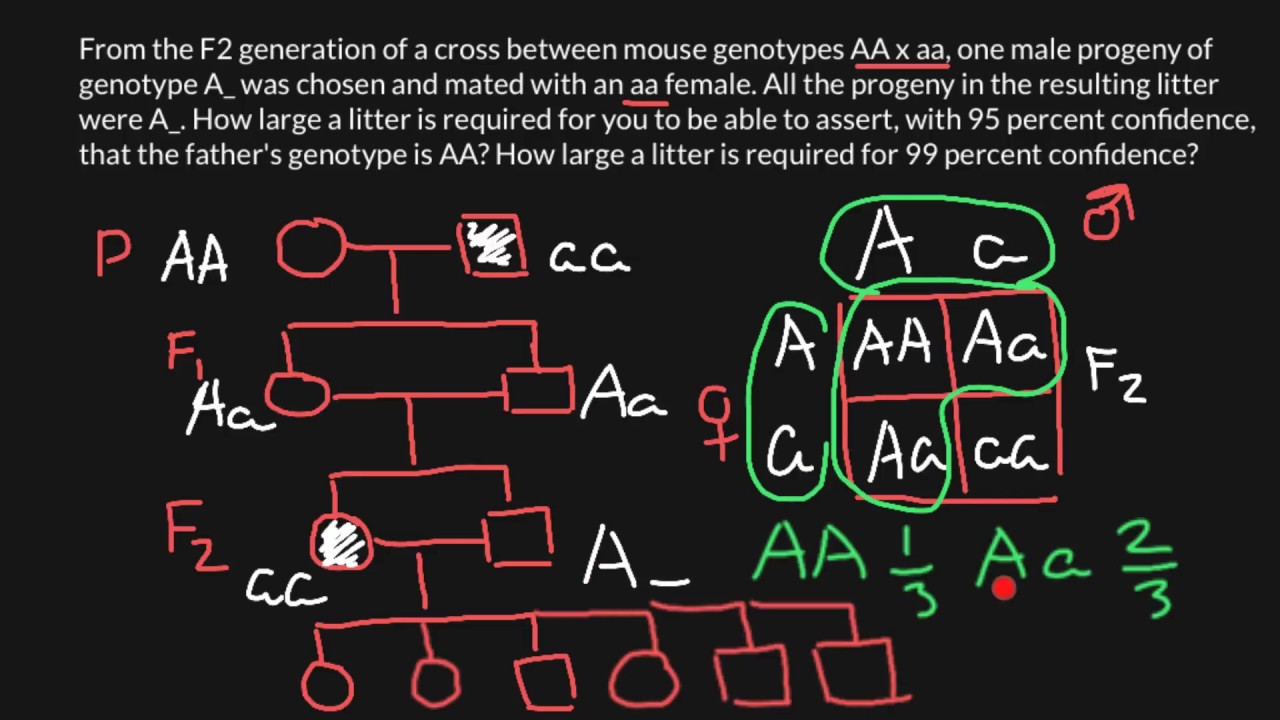 lecture assignment 2 genetics problems