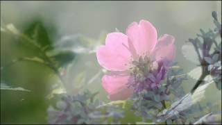 Secret Garden Prayer