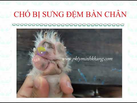 Video: Viêm Da Trên Bàn Chân ở Chó