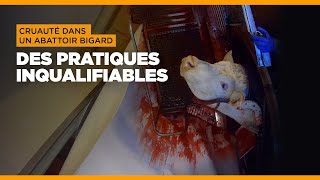 Cruauté dans un abattoir Bigard : des pratiques inqualifiables