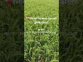 Agriculture course worth ah? 🌱 shorts #tamilstudents #career