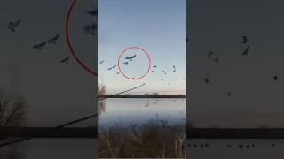 9 birds w/9 shots! #shorts #geese