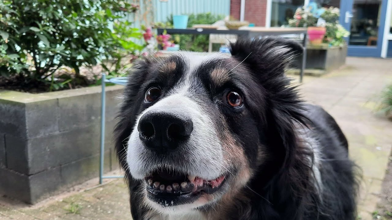 Een eerbetoon aan mijn lieve trouwe viervoeter!