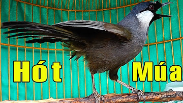 Khướu bạc má HÓT + MÚA giọng rừng cực sung buổi sáng/Kích khươu nhfà bạn căng lửa Múa Hót theo