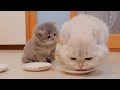 Un chaton mignon regardant curieusement son papa chat en train de manger