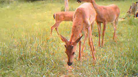 bushnell trophy cam video v01