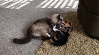 Puppy Smack Down vs Cat