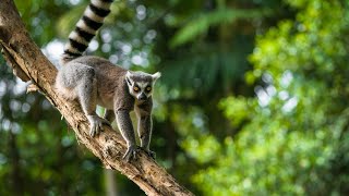 Madagascar's Mysterious Forests