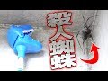 ツイッターで話題の殺人毒蜘蛛を捕えろ！【ハイイロゴケグモ】