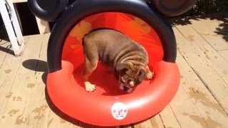 English Bulldog Puppy Peeing In Kiddie Pool