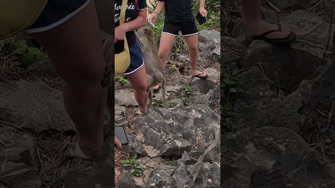 野生の猿に襲われた