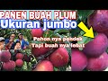 PANEN BUAH PLUM JUMBO DI JEPANG