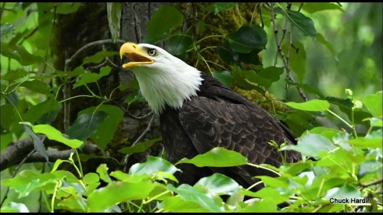 5 25 2023 Eagle Sequence Made with Clipchamp YouTube