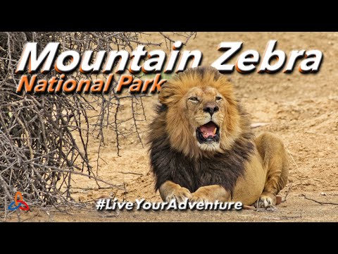 Video: Mountain Zebra National Park, Zuid-Afrika: de complete gids