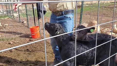 Calf SCOURS? Administering Quick & Easy RELIEF! (Part Two)