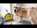 Golden Retriever Decided that this "Cat House" is for Him